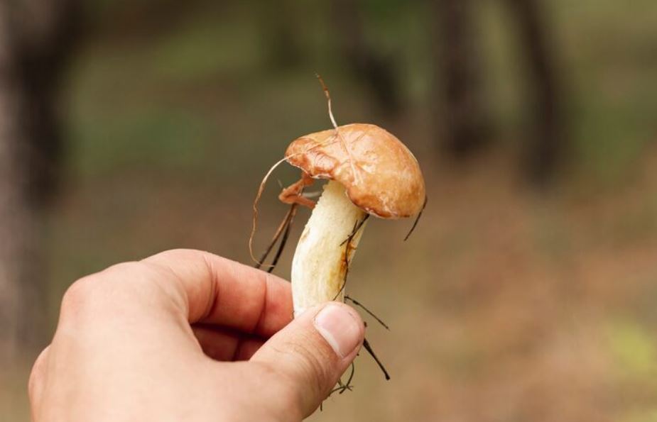 Scientists Just Discovered a Longevity Mushroom That Could Add 10 Years to Your Life