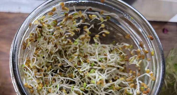 alfalfa sprouts food poisoning outbreak